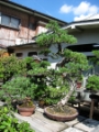 Ein großer Züchtergarten in Bonsai-cho (Toju-en) (3)