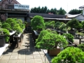 Ein großer Züchtergarten in Bonsai-cho (Toju-en) (6)