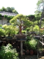 Ein großer Züchtergarten in Bonsai-cho (Toju-en) (8)