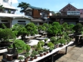 Ein großer Züchtergarten in Bonsai-cho (Toju-en) (13)