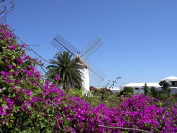 Bougainvillae und Windmühle