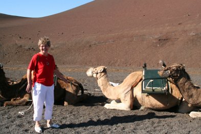 Kamele vor der nächsten Tour lassen sich auch mal anfassen...
