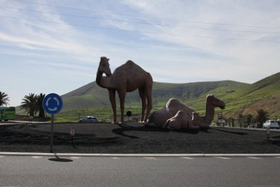 Kamele auch an den Straßen - als Deko im Kreisverkehr (Ortseingang Yaiza)