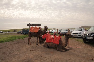 Auch hier warten Kamele auf Touristen (Uga)