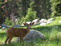 The Deer - Soquoya National Parl California