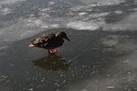 Ente auf Eis