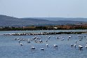 Rosa Flamingos bei Palavas-le-Flots, Frankreich