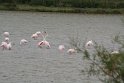 Rosa Flamingos in der Camargue