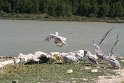 Pelikane- Reservé Africaine, Siegan