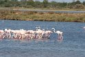 Rosa Flamingos - Camargue