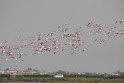Rosa Flamingos auf Futtersuche - Camargue