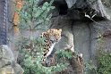 Leopard, Zoo Leipzig